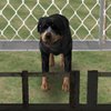 Игра · Собачьи бега 3Д