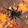 Игра · Среди листьев